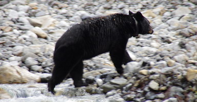 Black Bear