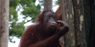 Sepilok